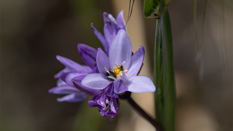 Close up of a purple flower with a bee