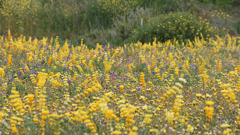 Meadow of yellow wild flowers